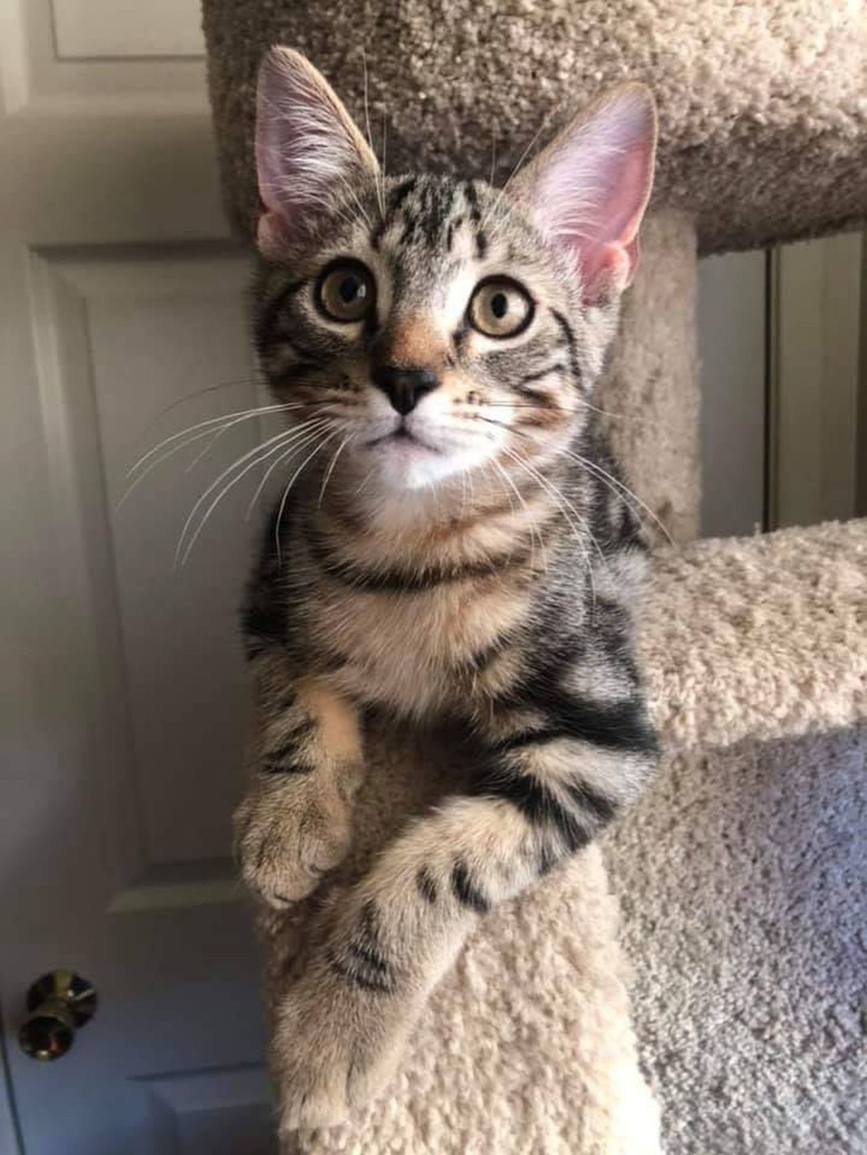 Adopt a Pet | Claus